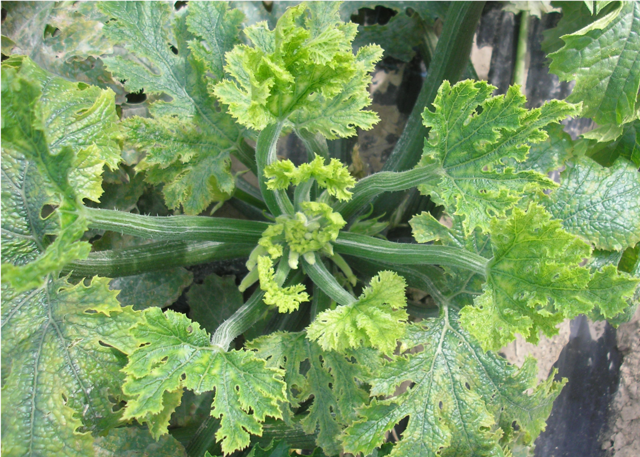 Wild perennial cucurbit infected with tomato leaf curl New Delhi virus