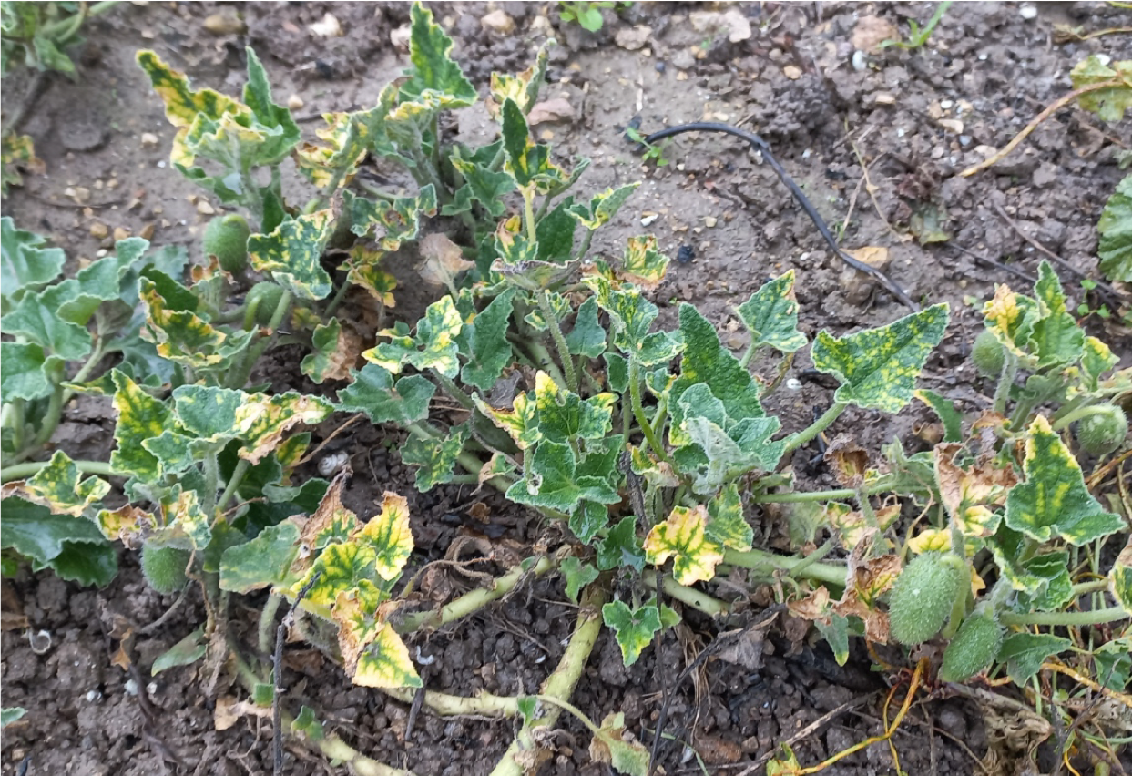 Stunted and yellowing zucchini plant infected with ToLCNDV.